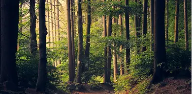 Middlewood Way walking and cycling trail near Hazel Grove surrounded by countryside scenery